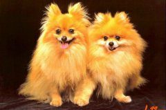 哈多利系博美犬价格