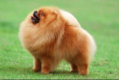 英式博美多少钱