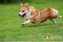 柯基犬好养吗 教你如何养好柯基