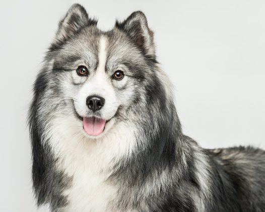 哈士奇是雪橇犬吗