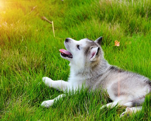 哈士奇幼犬购买要避免的缺陷