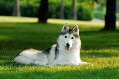 怎么给哈士奇梳毛