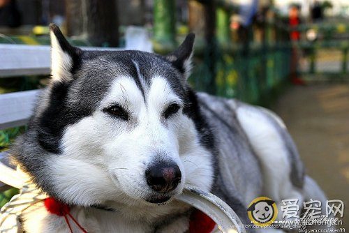 哈士奇什么时候可以配种