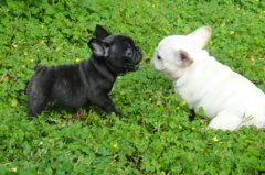 斗牛犬的性格特点