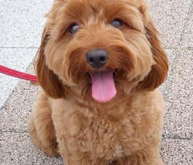 贵宾能长多大 贵宾有很多种体型标准不同