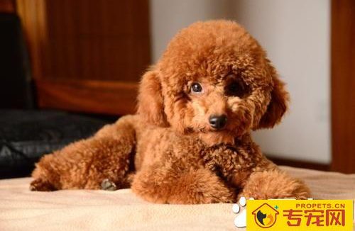 三个月的泰迪怎么养 养泰迪必须具备的条件