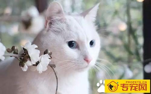 猫咪走丢了怎么办 让猫咪走失了自己回家的技巧与注意事项