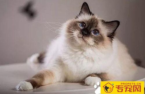 咬人的猫怎么治 对待咬人的猫咪纠正训练