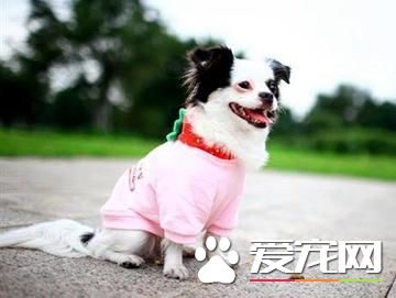 冬天狗狗如何应对寒冷天气  狗狗冬天保暖应对措施