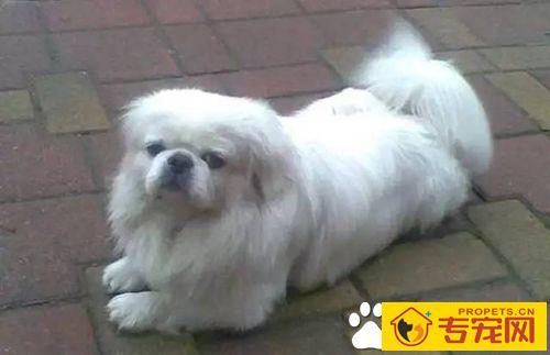 长不大的狗狗品种有哪些 长不大又好养的狗狗品种推荐