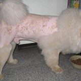 狗狗常见皮肤病的症状表现及养护方法