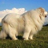 狗狗日常清洁主要是清理哪些部位呢？