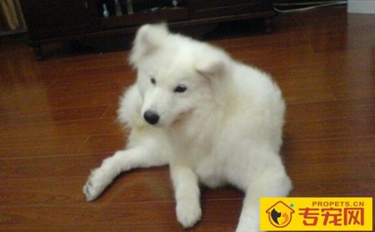 狗狗瘙痒难耐？让Omega脂肪酸来帮你