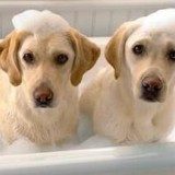 为狗狗洗澡前需要做什么准备吗？