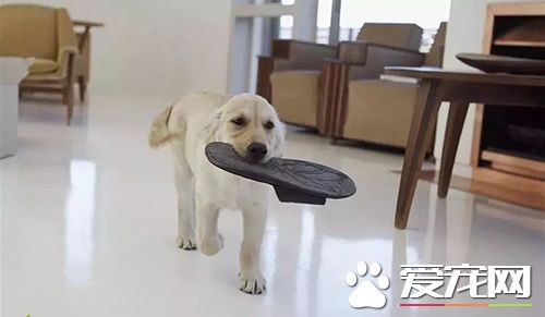 狗狗乱咬鞋子怎么办 咬拖鞋占有欲作怪