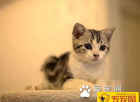 什么猫好养 根据自己的喜好来选择猫咪品种