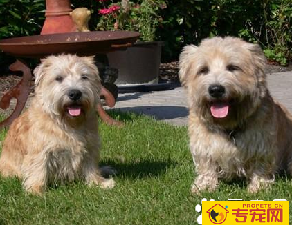 小型犬智商排名 迷你贵宾犬排名第一