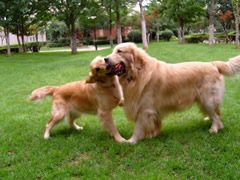 选宠知识:金毛能看家吗