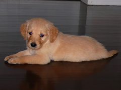 小金毛拉稀带血怎么办