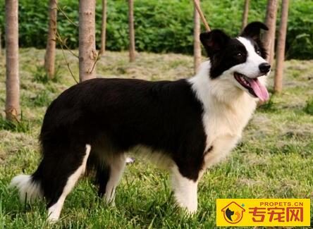 边牧犬能长多大 世界上最聪明的犬种