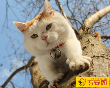 什么宠物猫最可爱 宠物猫的品种有很多