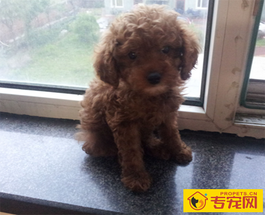 泰迪犬几个月就不长了 品种不同标准不同