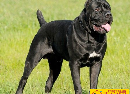 卡斯罗咬人吗 卡斯罗犬性情勇猛