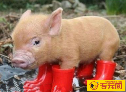 冰岛牧羊犬的寿命 大致在12年左右