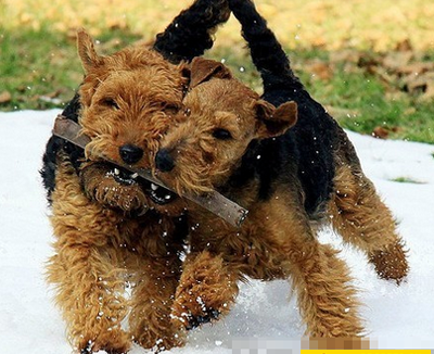 威尔士梗的寿命 大概在10到12年左右