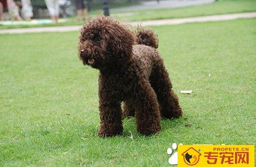 怎样急救狗狗 狗的急救与护理常识