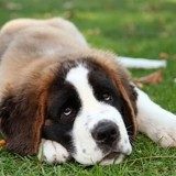 【犬蛔虫病症状】犬蛔虫病原因及治疗方法