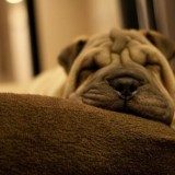 怎么给狗狗剪指甲，帮狗狗剪指甲要注意什么