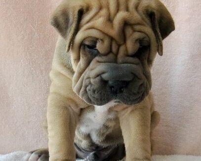 沙皮狗的特点 喜寒能适应寒冷的气候