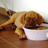 【犬钩端螺旋体病症状】狗狗钩端螺旋体病治疗方法