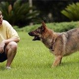 【犬埃立希氏体病症状】犬埃立希氏体病原因及治疗方法