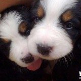 狗狗注射疫苗后没有精神怎么办,正常吗?