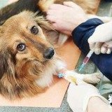 狗狗注射疫苗后有不良反应的原因分析