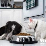 狗狗吃素好吗,狗狗可以食素吗?