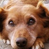 【犬眼睑内翻症状】狗狗眼睑内翻原因及治疗方法