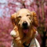 给狗狗做美容的注意事项