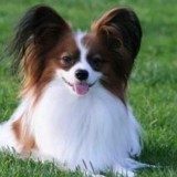 梳理小狗要懂得如何把握合适的时机