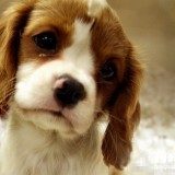 狗狗感染梨形鞭毛虫的症状、治疗方法及预防措施