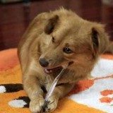 狗狗为什么会口臭？