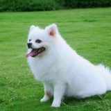 狗狗呕吐拉稀是怎么回事