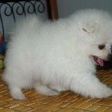 狗狗为什么会呕吐且食欲不振