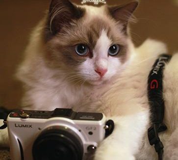 为什么叫布偶猫 解读它的体形特征