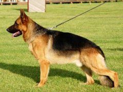 德牧皮肤瘙痒的原因及应对方法