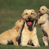 狗狗中毒怎么办？给狗狗解毒的正确方法