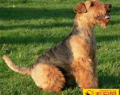 威尔士梗的智商 该犬非常机灵勇敢