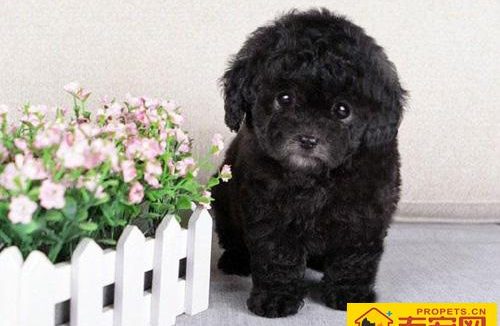 泰迪犬能长多大 告诉你它的标准身材